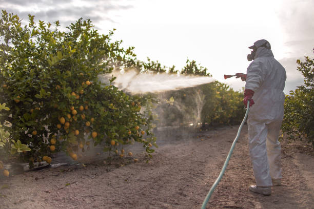 Best Pest Prevention Services  in South Beach, FL
