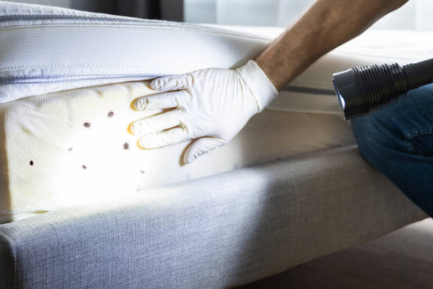 Best Pest Removal Services  in South Beach, FL