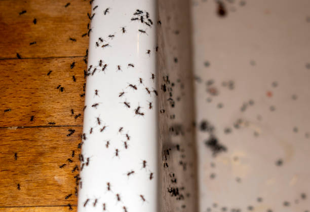 Best Spider Control Near Me  in South Beach, FL