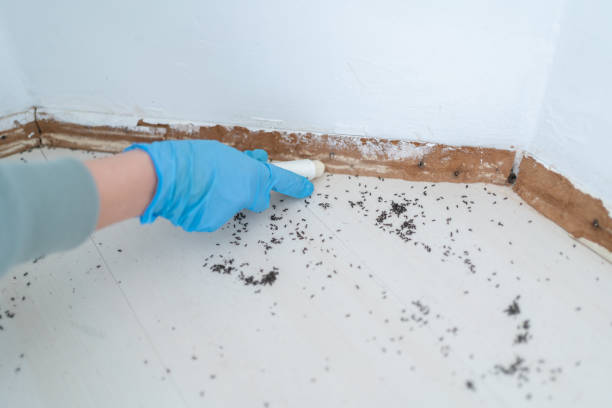 Best Termite Control Services  in South Beach, FL